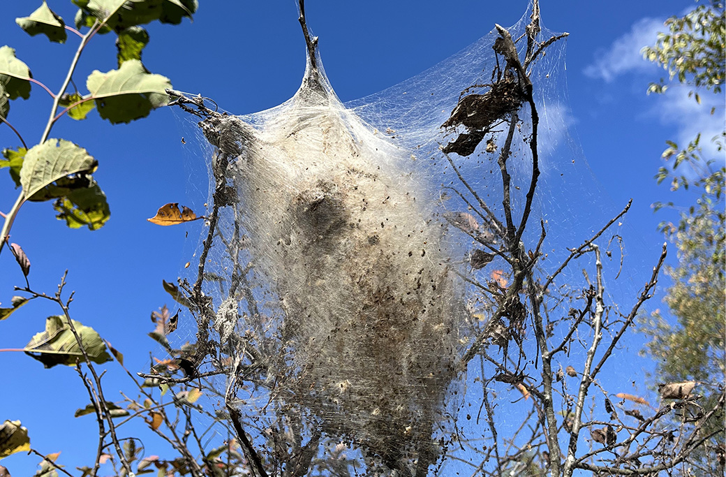 Pest Control for Summer: Keeping Your Trees Safe