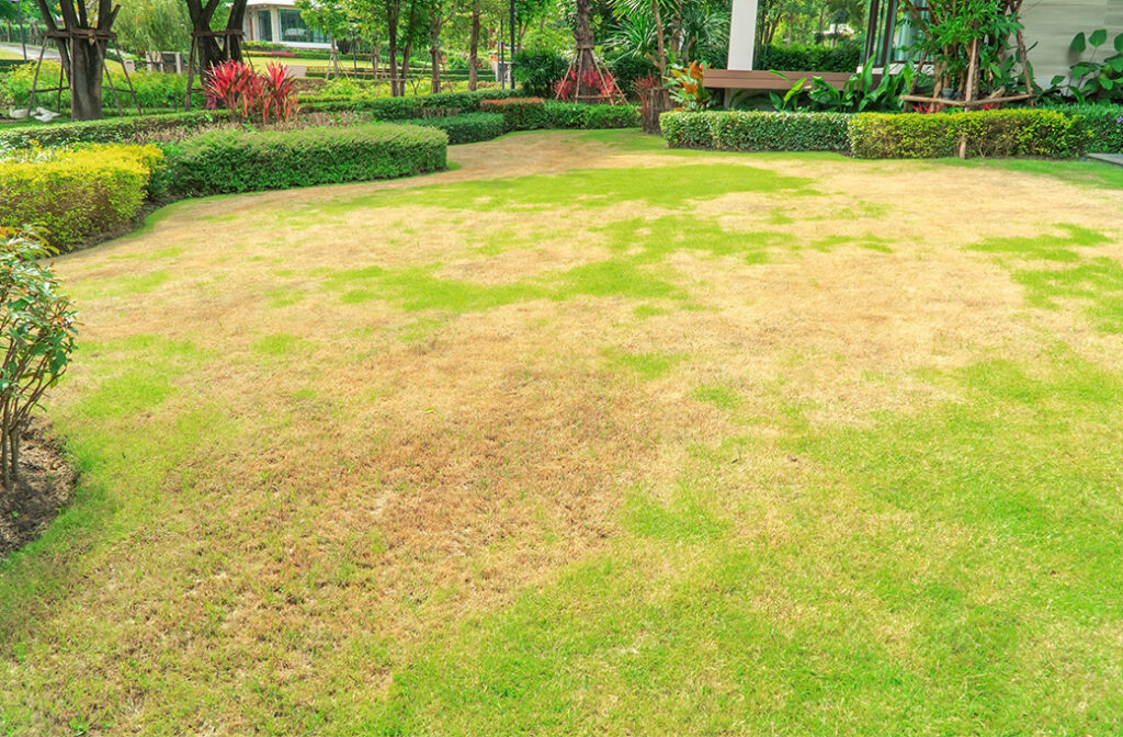 Professional Lawn Care Services for Yadkinville, NC