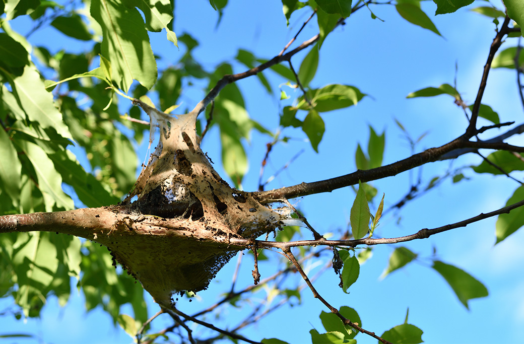 Signs Your Tree Needs Professional Summer Care