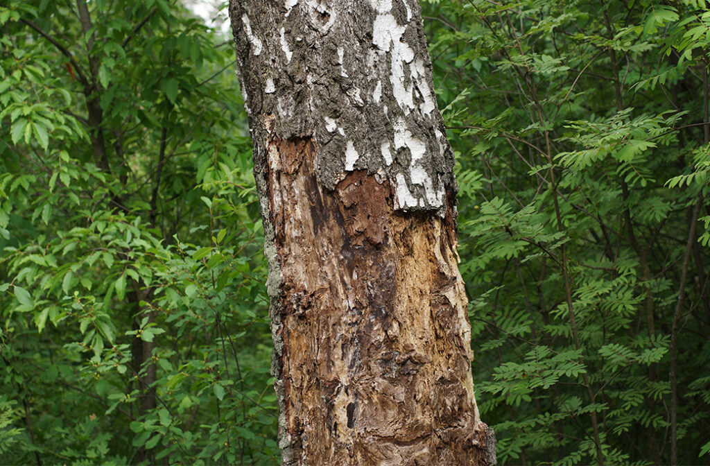 Warning Signs Your Tree Needs Professional Help