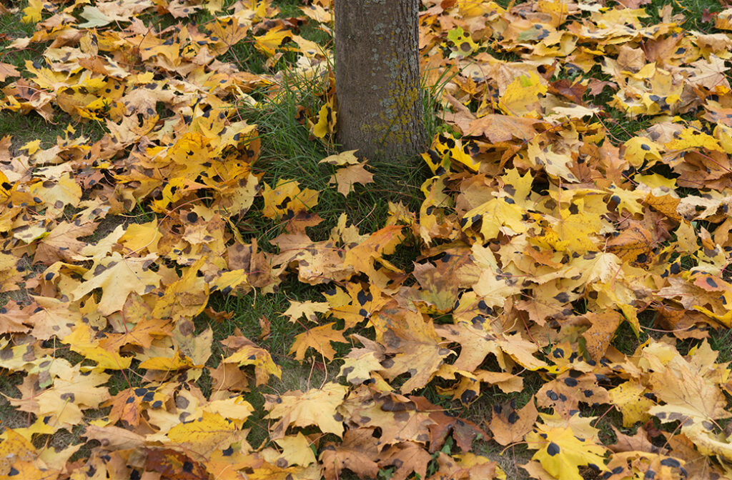 Common Signs of Heat Stress in Trees