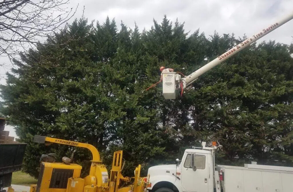 Emergency Tree Removal Process