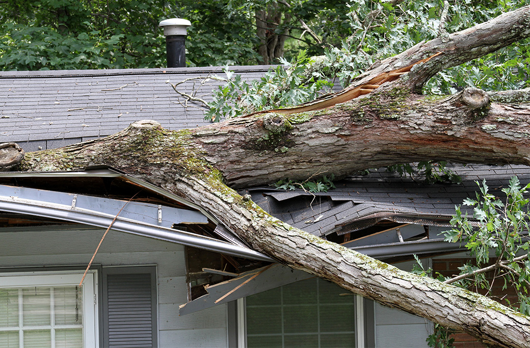 Emergency Tree Service in Winston Salem, NC