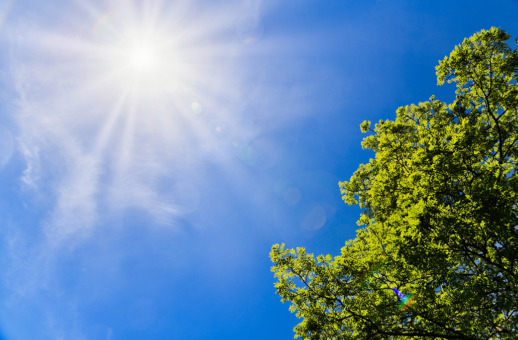 Identifying and Treating Heat Stress in Trees