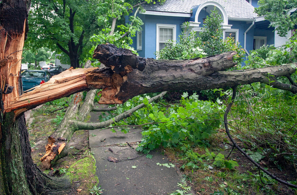 What Constitutes a Tree Emergency