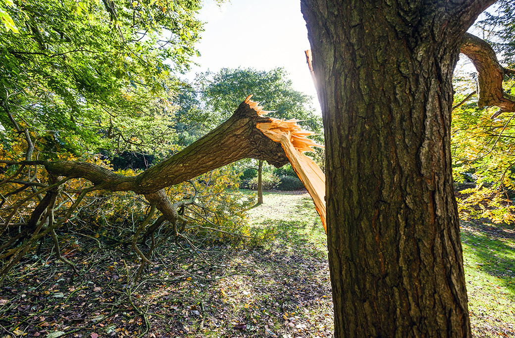 What to Do if a Branch Breaks Off in Your Yard
