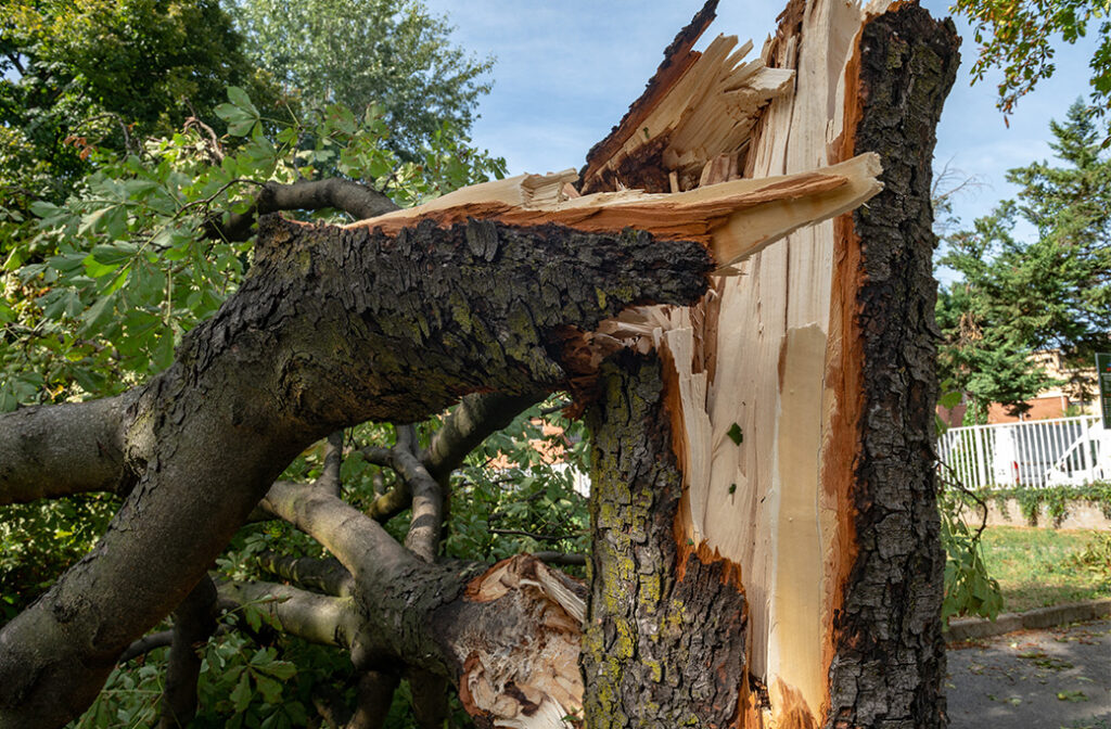 Professional Removal and Cleanup Process