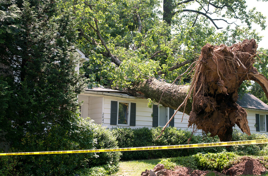 Common Emergency Tree Scenarios in Yadkinville, NC