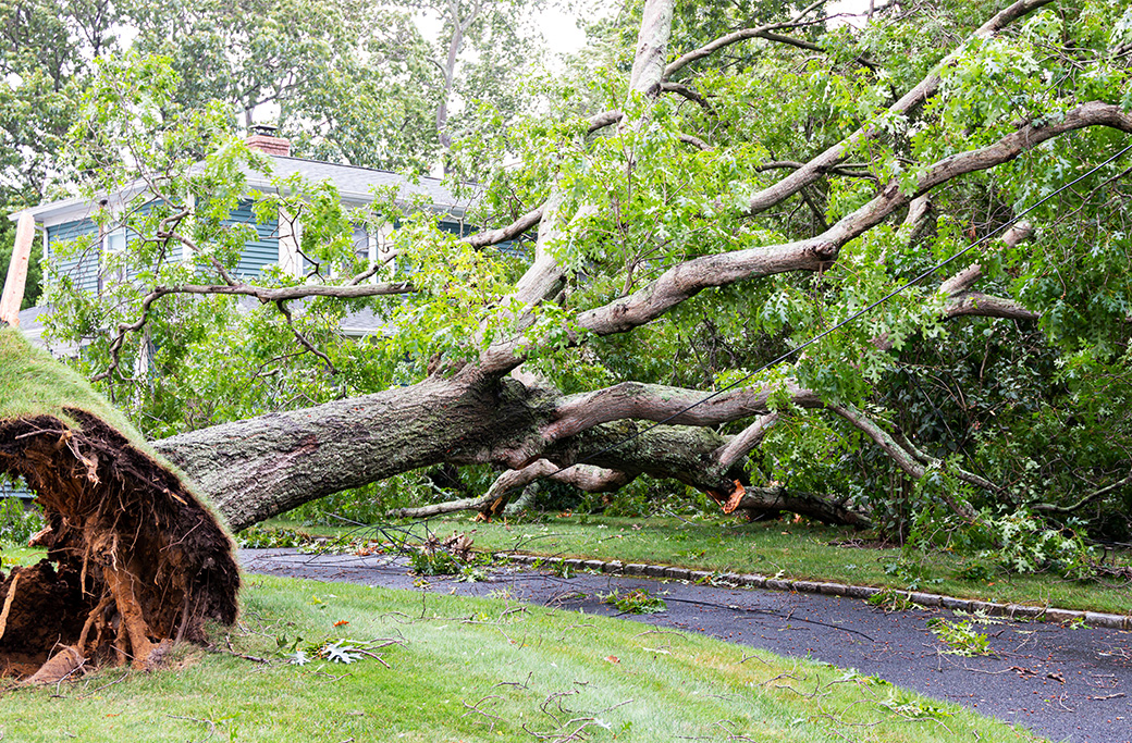 Emergency Tree Service in Yadkinville, NC