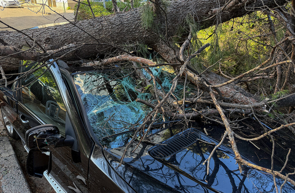 Hidden Dangers Lurking in Your Trees
