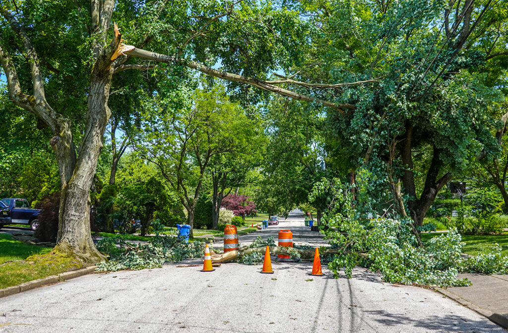 How Strategic Tree Pruning Reduces Storm Risks