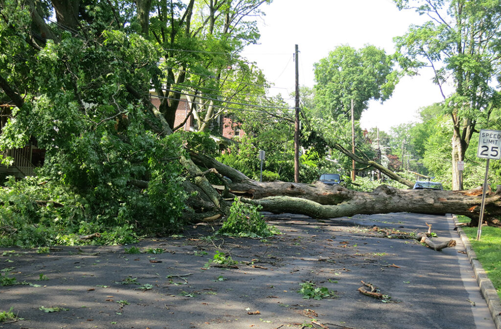 Immediate Steps to Take After a Storm