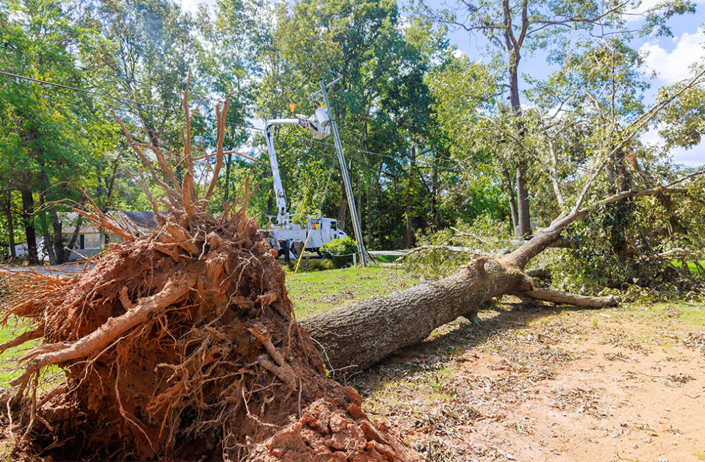 Shannon & Sons: Your Partner in Emergency Tree Services