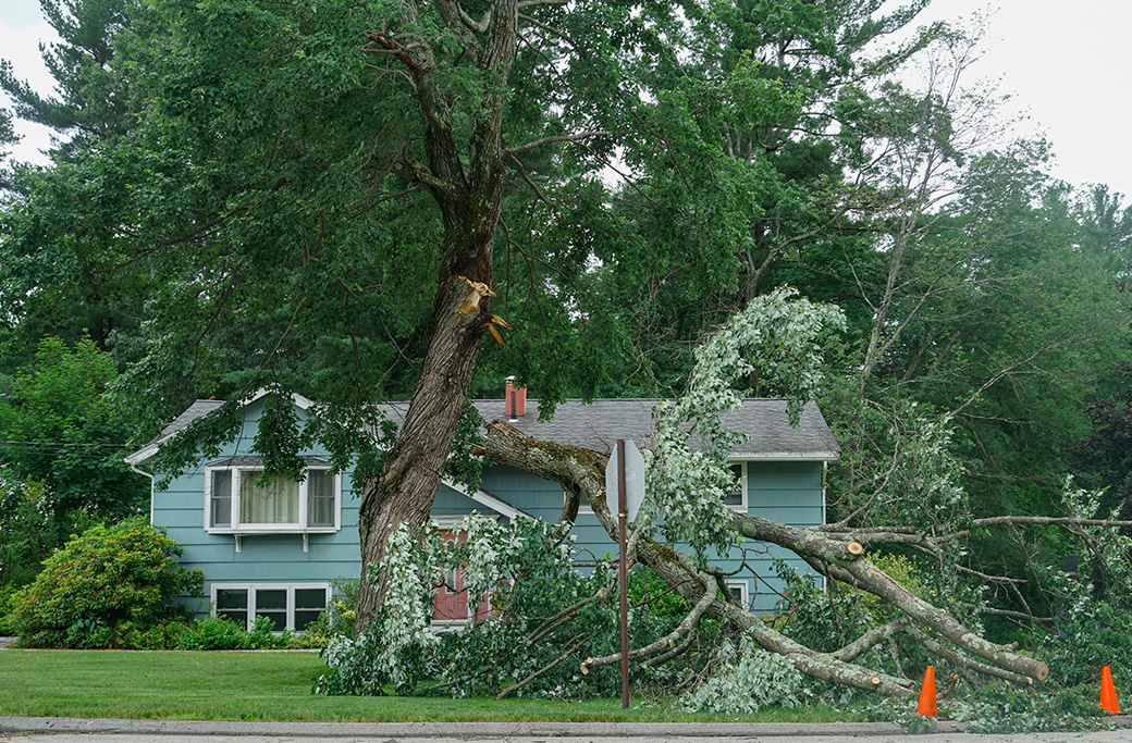 Tree Pruning for Hurricane Safety