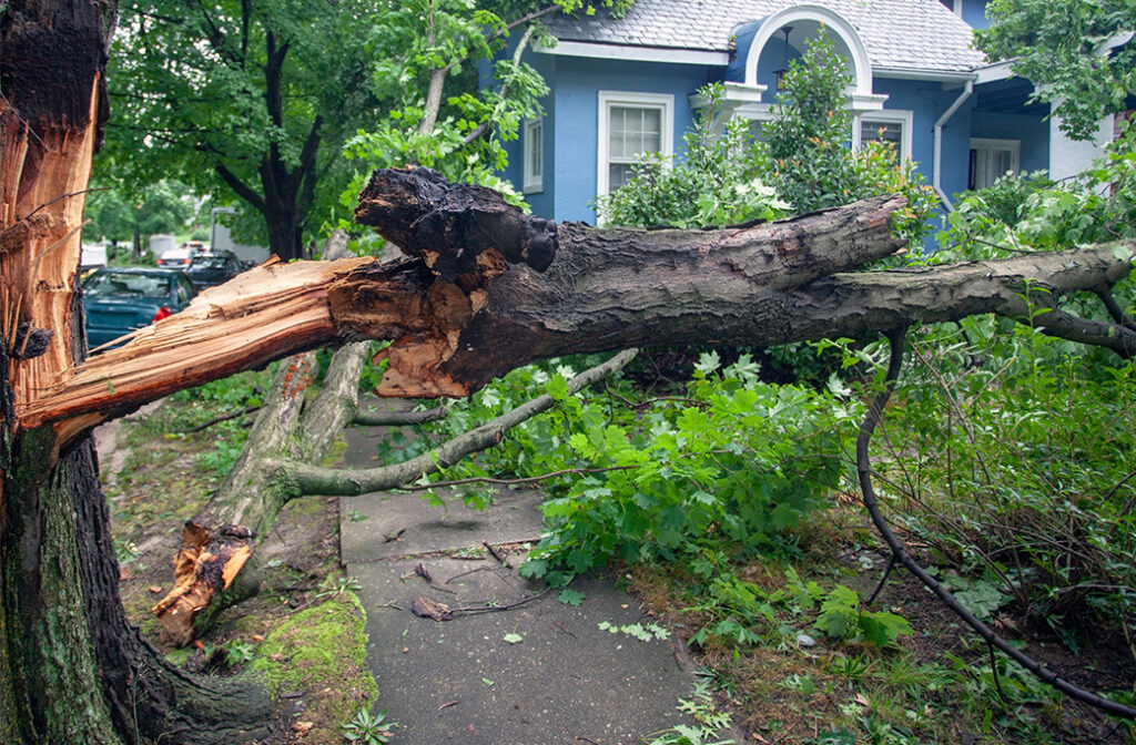 What Qualifies as a Tree Emergency?