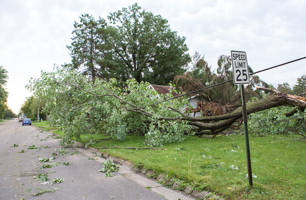 What is a Tree Emergency?