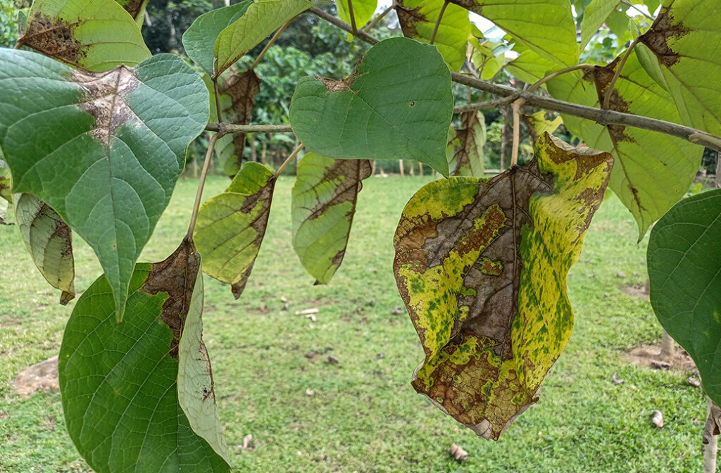 Common Tree Threats in Cooler Months