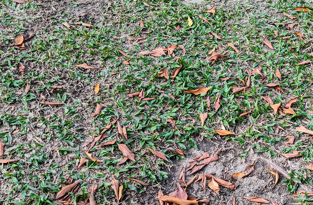 Fall Lawn Seeding Services in Yadkinville, NC