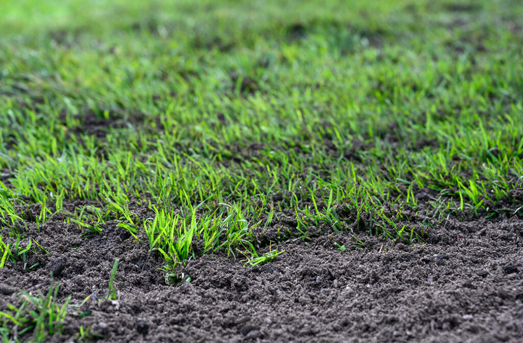 Importance of Quality Soil in Lawn Seeding