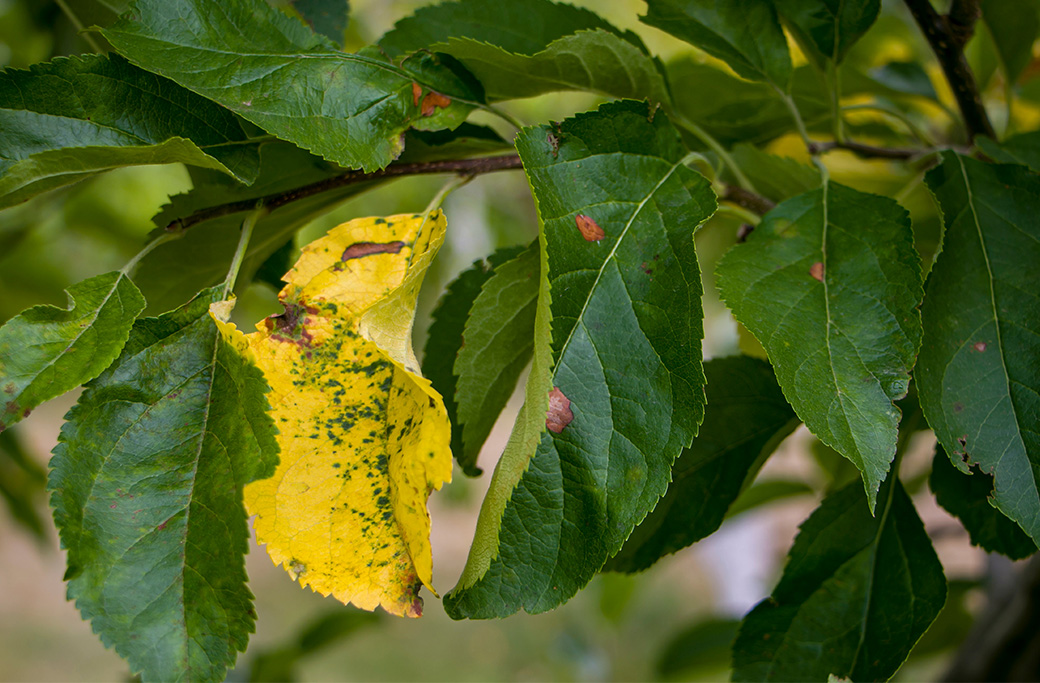 Preventing Tree Pests and Diseases This Fall and Winter