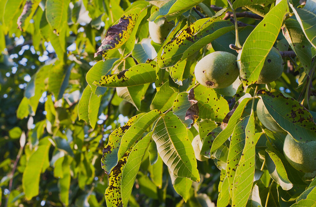 Signs Your Trees May Be at Risk
