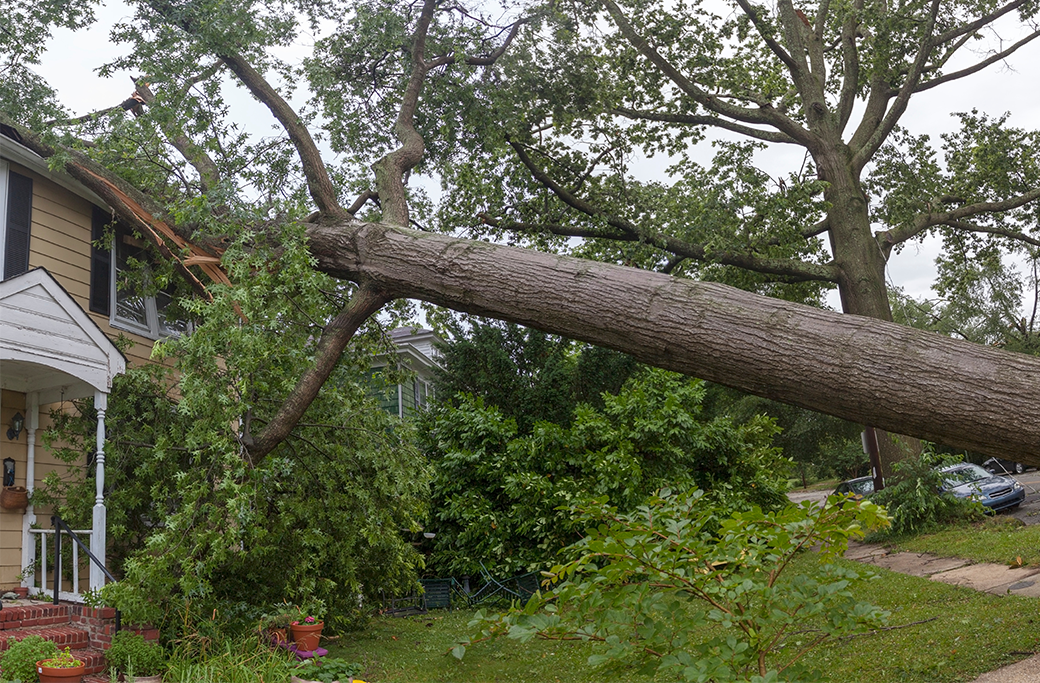 Emergency Tree Service in Lewisville, NC