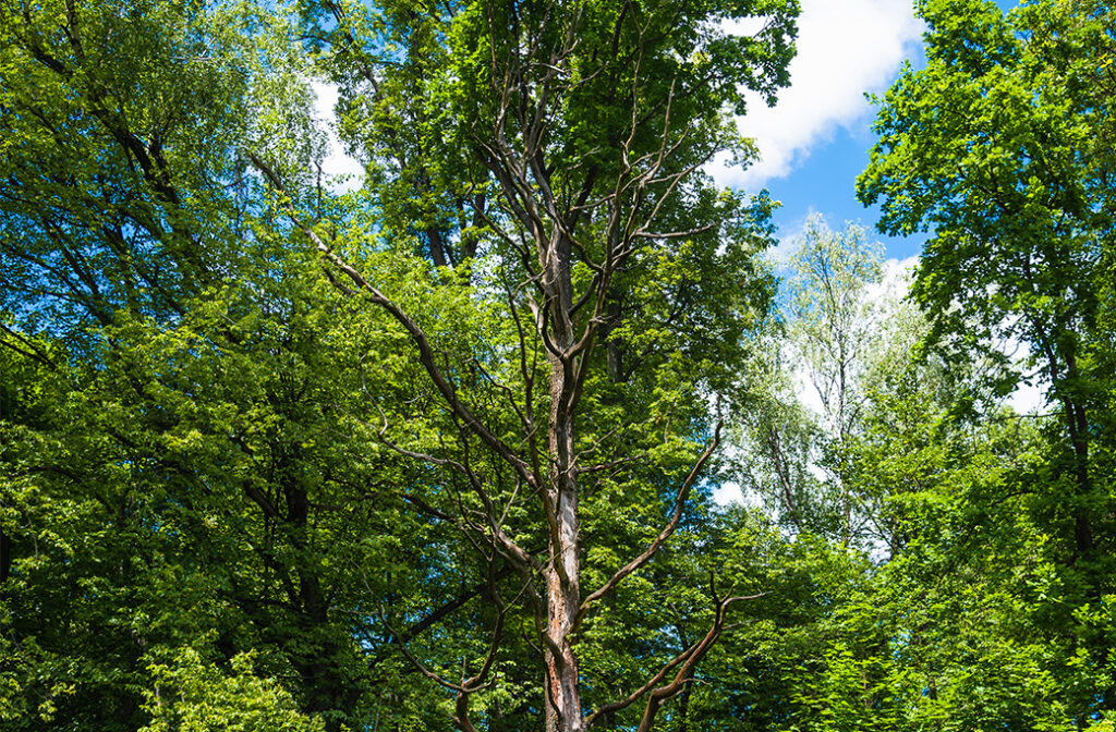 How to Identify Dead Trees