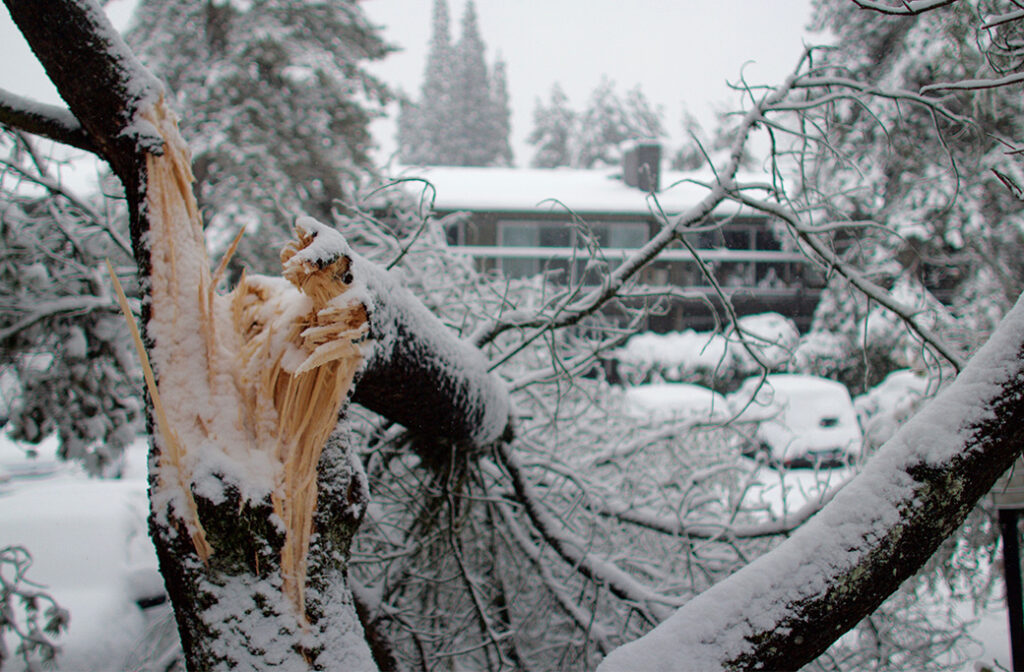 Why Winter is Ideal for Tree Maintenance