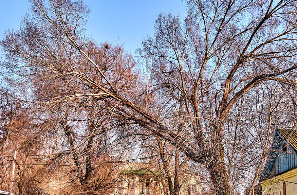 Recognizing Unstable Trees