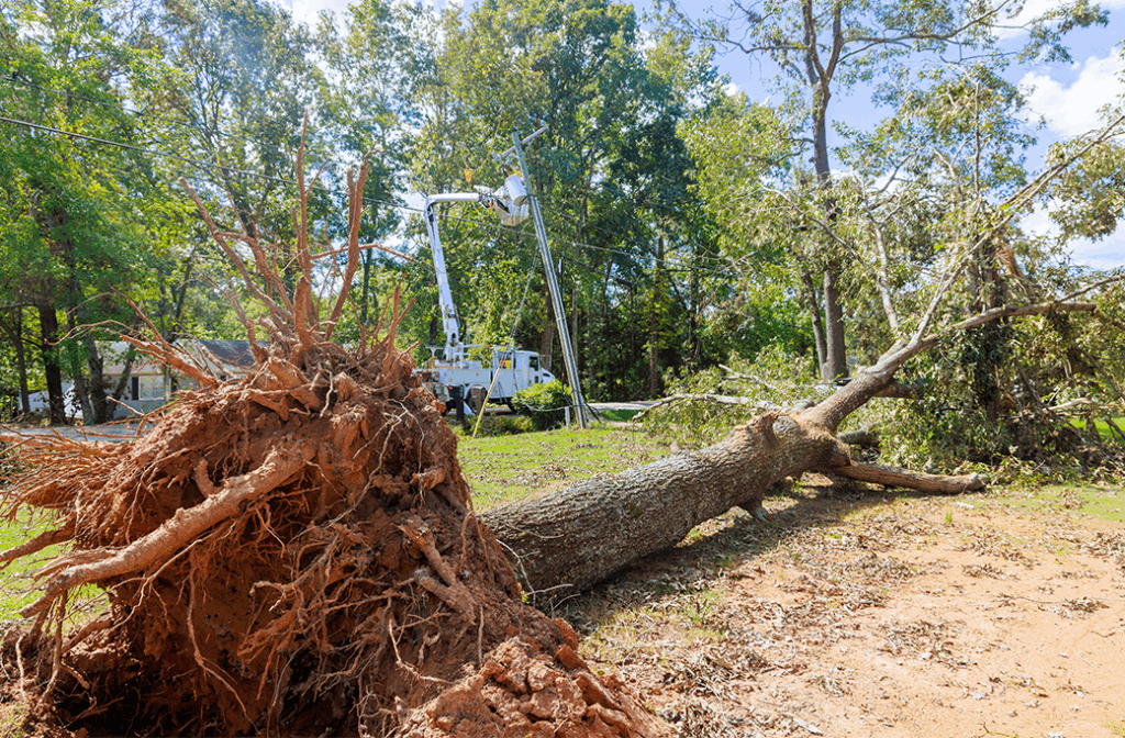 When to Call for Emergency Tree Service in Lewisville, NC