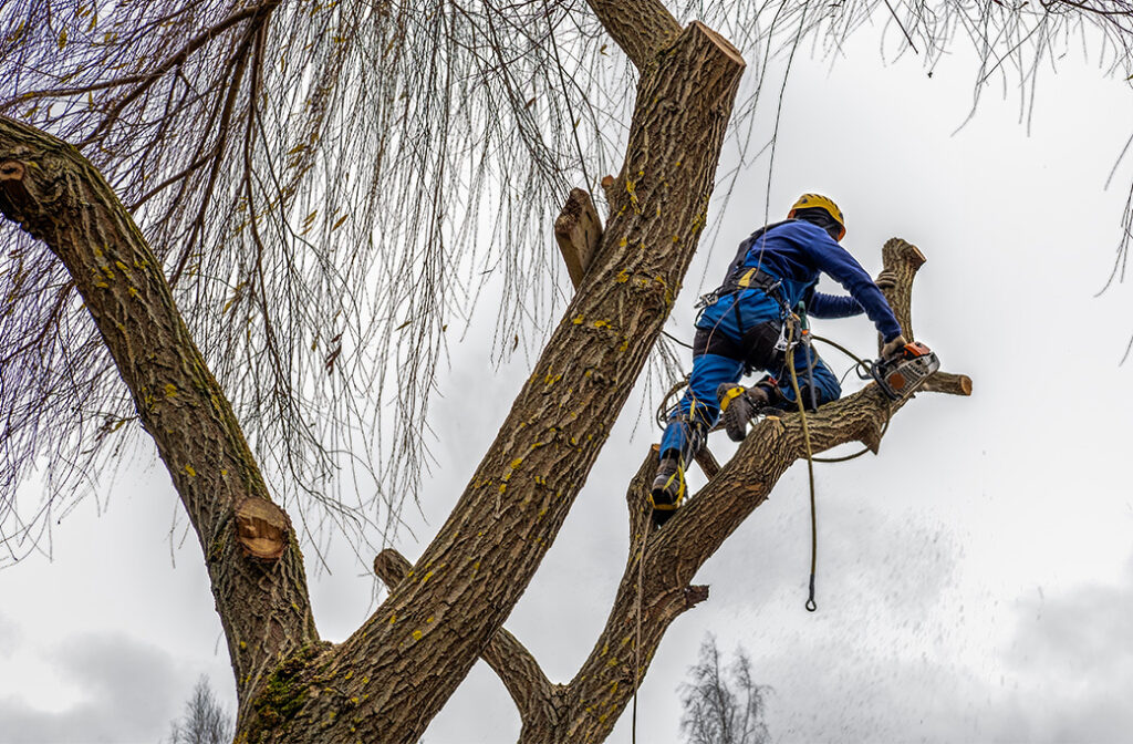 Why Winter Is the Best Time for Tree Maintenance