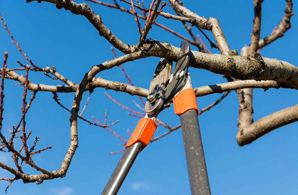 How Often Should You Trim Your Trees? Tree Care Tips