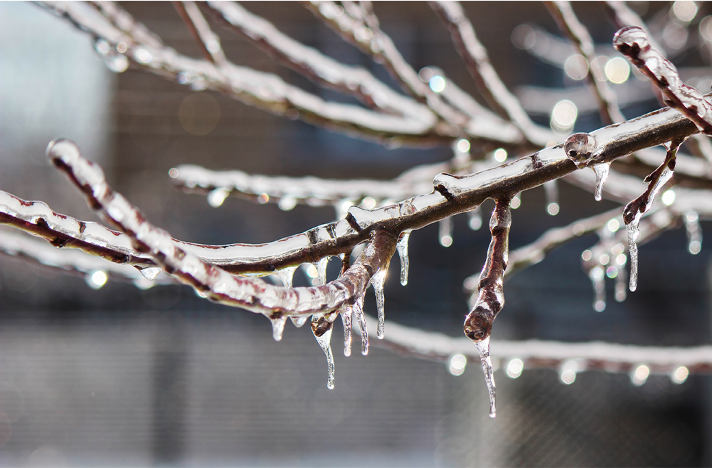 Ice Storm Tree Damage Warning Signs for Winston-Salem Homes