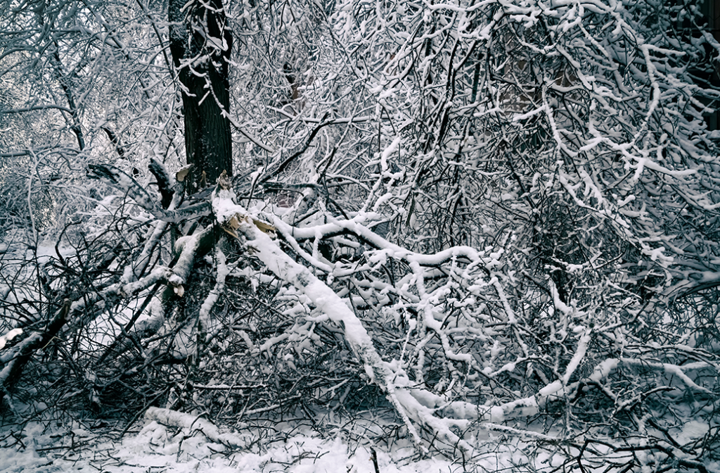 Ice Storm Tree Safety Tips for Homeowners