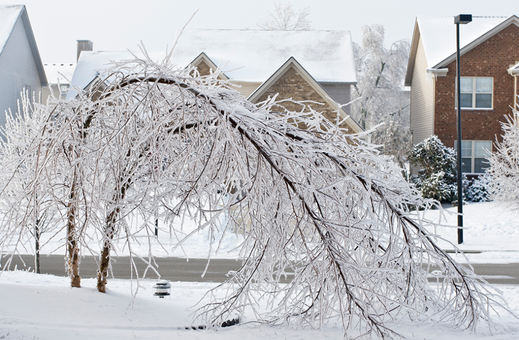 Warning Signs of Ice Storm Tree Damage