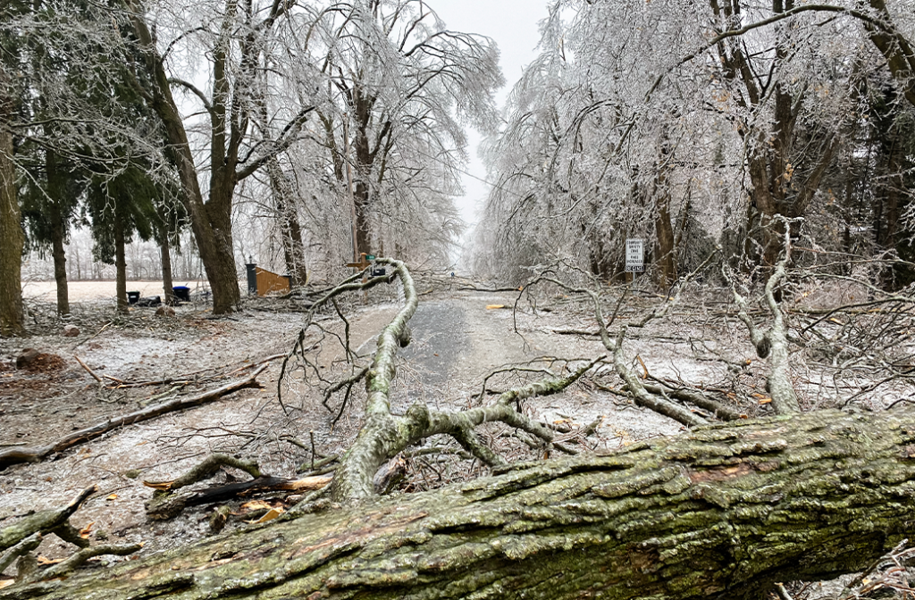 Why Ice Storms Cause So Much Tree Damage