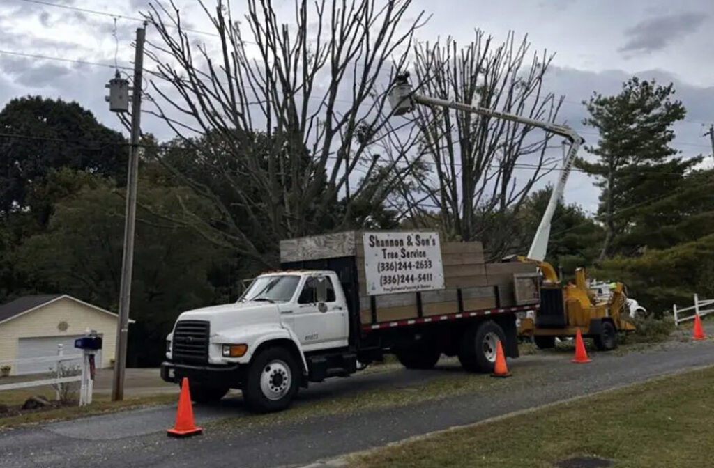 DIY Spring Tree Trimming vs. Hiring a Certified Arborist