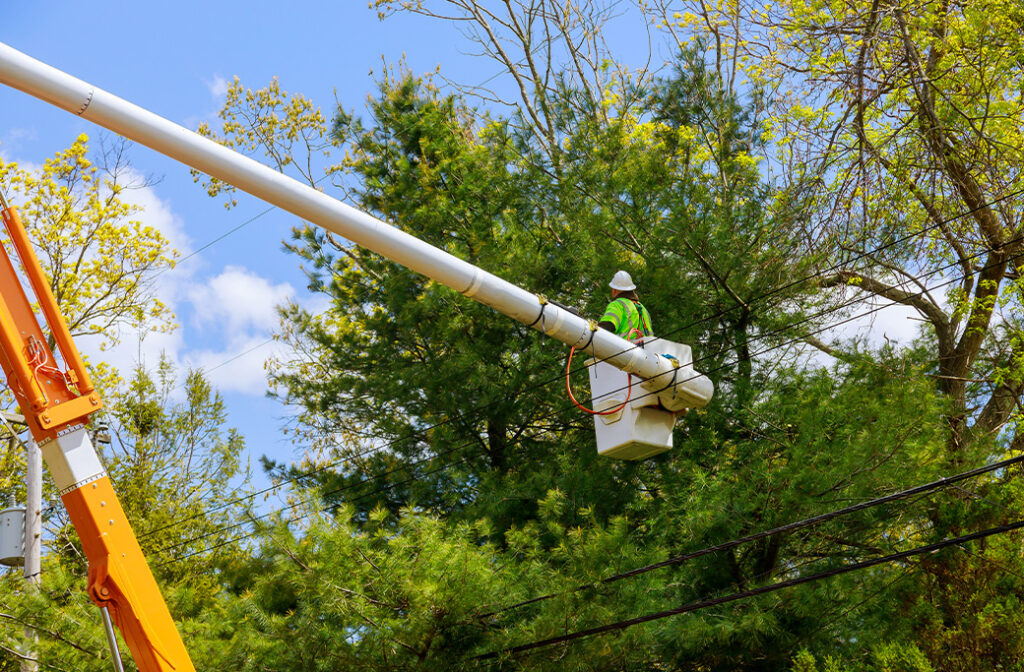 Early Spring Tree Trimming (March–Early April)