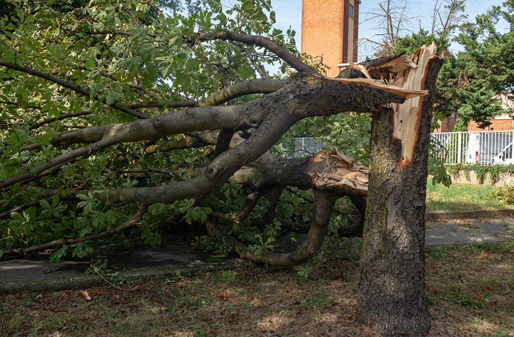 What Constitutes a Tree Emergency in Bermuda Run?