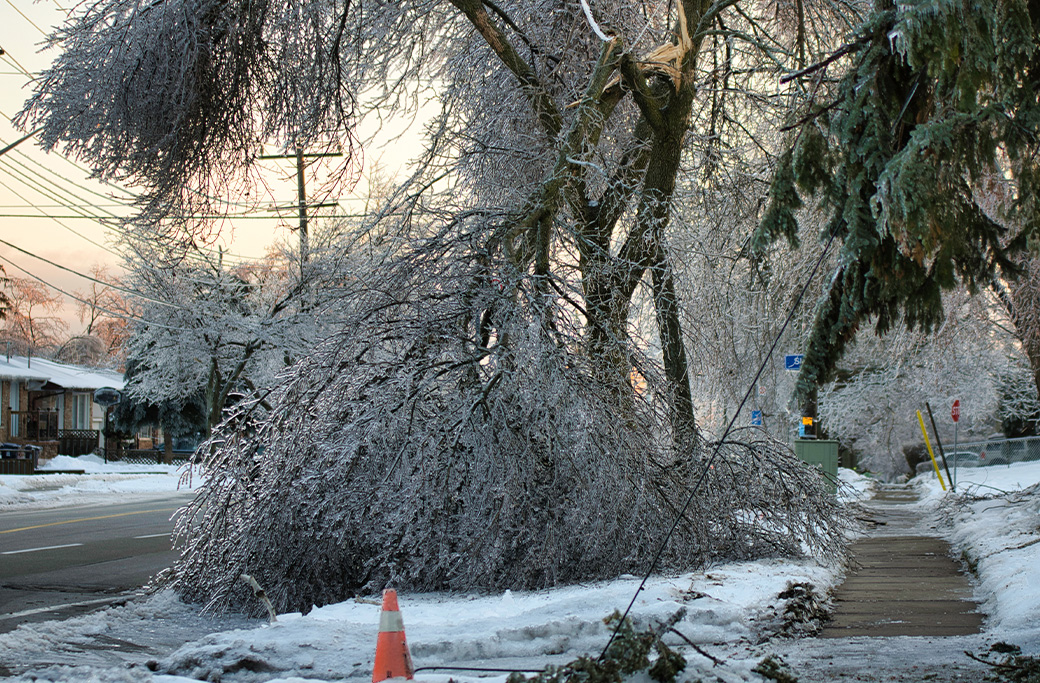 What to Do When a Tree Falls During an Ice Storm