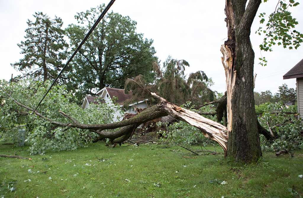 When Should I Call Emergency Tree Services?