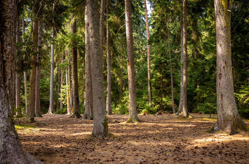 Advanced Equipment & Sustainable Techniques