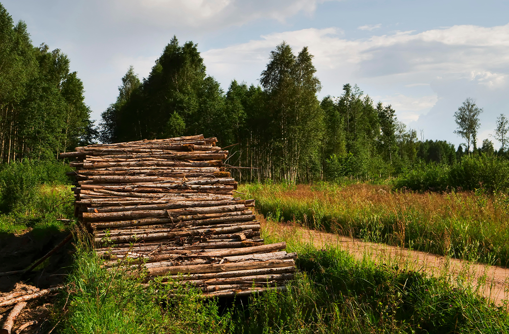 Lot Clearing in Yadkinville, NC
