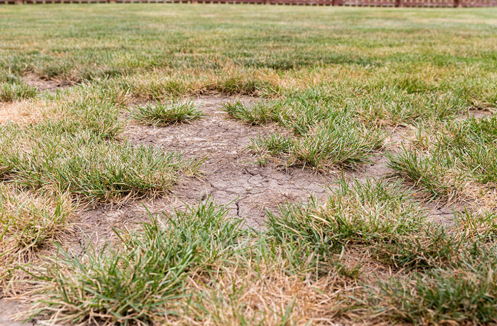 Shannon & Sons Re-Sowing Process