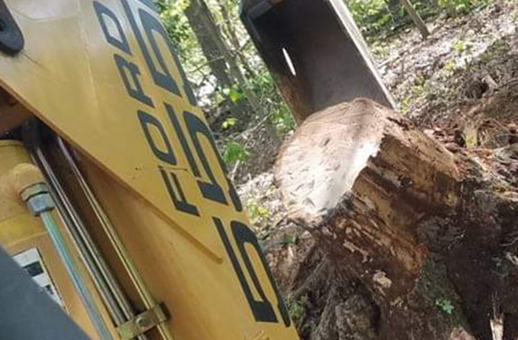 Tree Trunk Grinding vs. Full Stump Removal