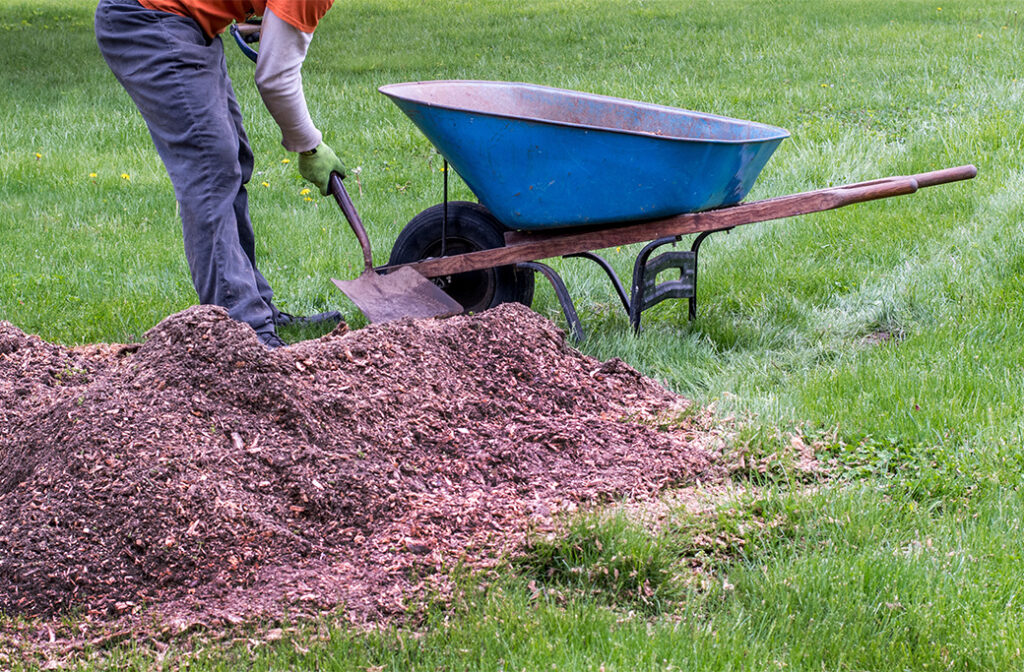Understanding Tree Trunk (Stump) Grinding