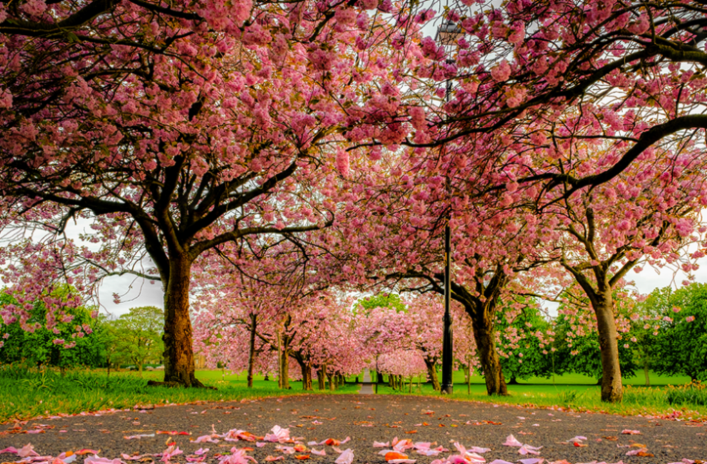 When Is the Best Time to Trim Trees in Winston-Salem?