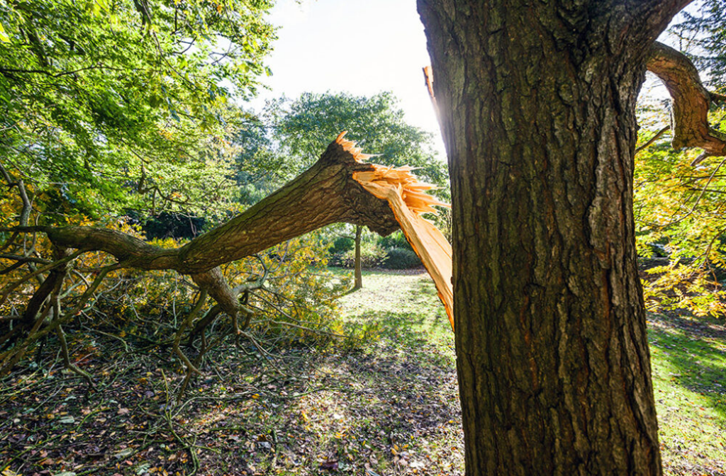Why Spring Storms Are Hard on Trees