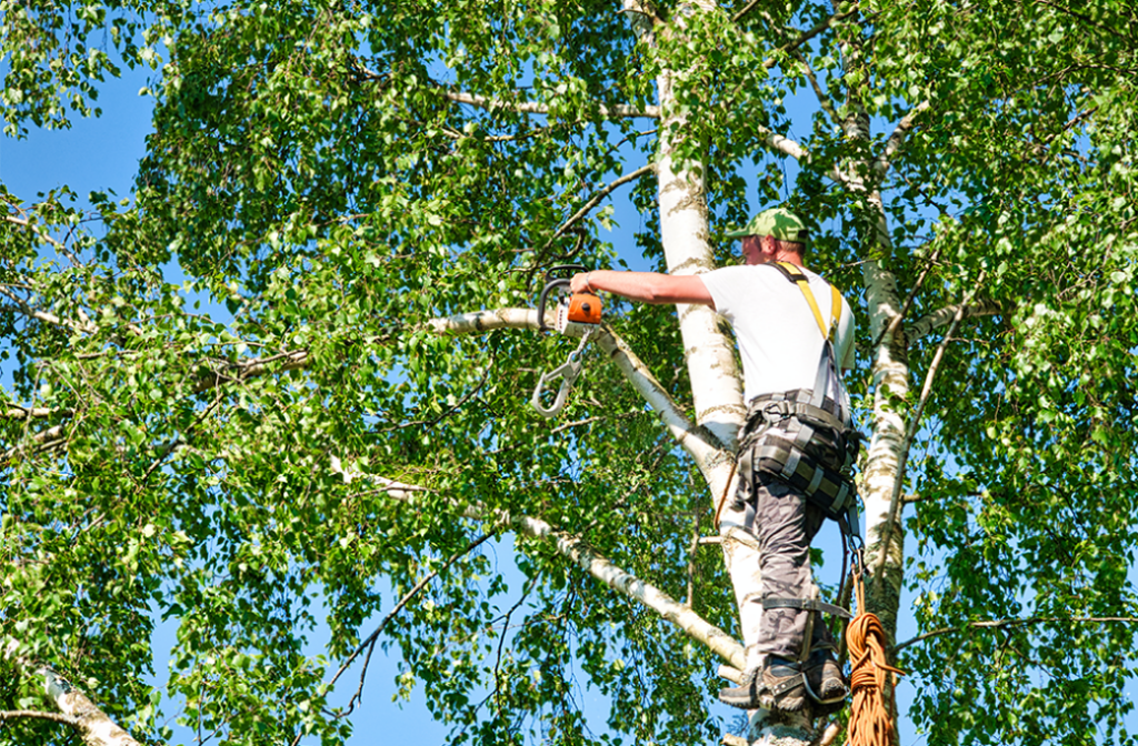 Why Tree Trimming Matters for East Winston Homeowners