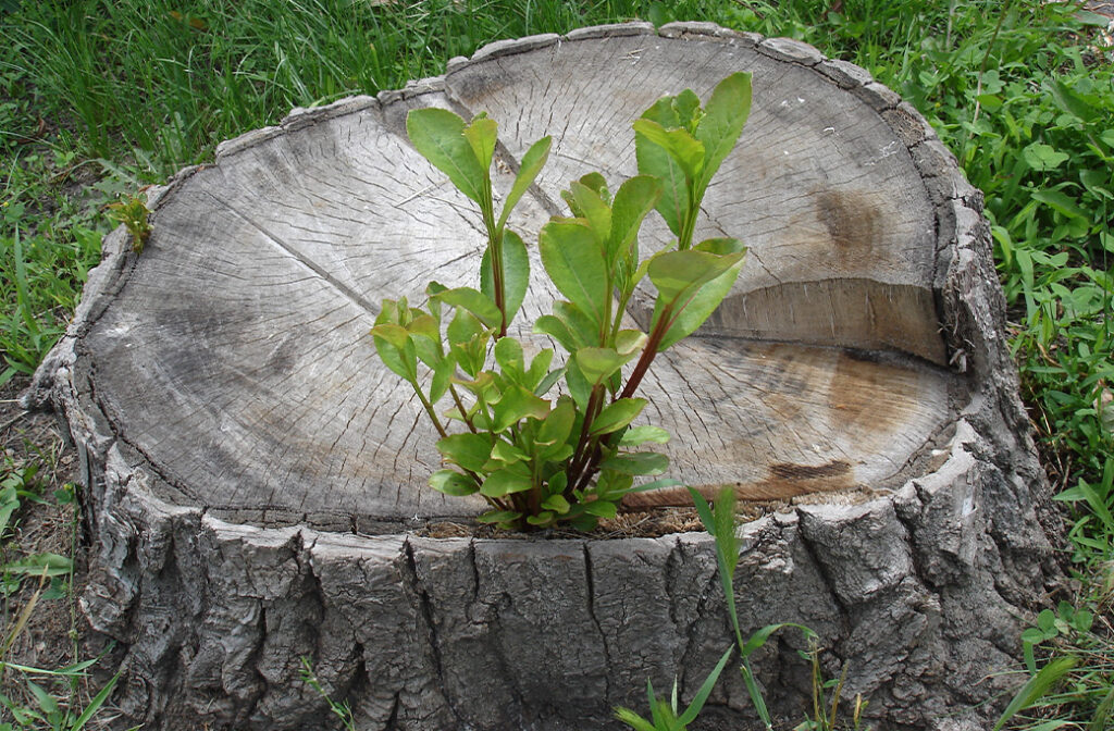 Why You Shouldn’t Leave a Tree Trunk in the Ground